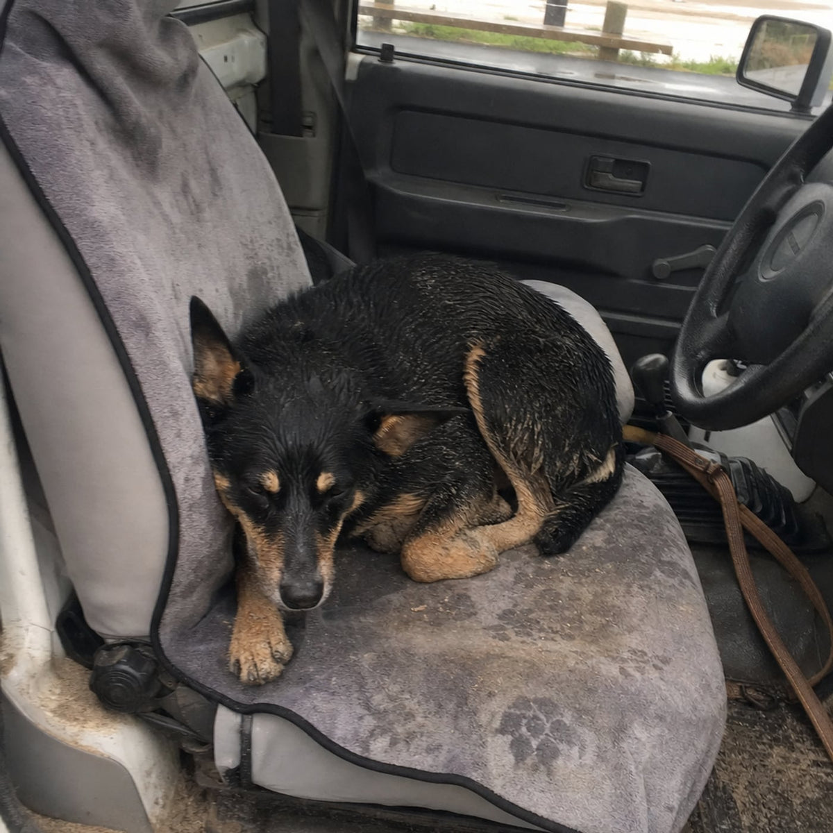 A soaking wet dog sitting on the seat towel