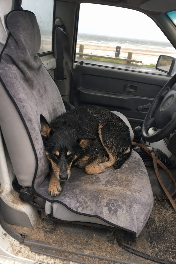 A soaking wet dog sitting on the seat towel